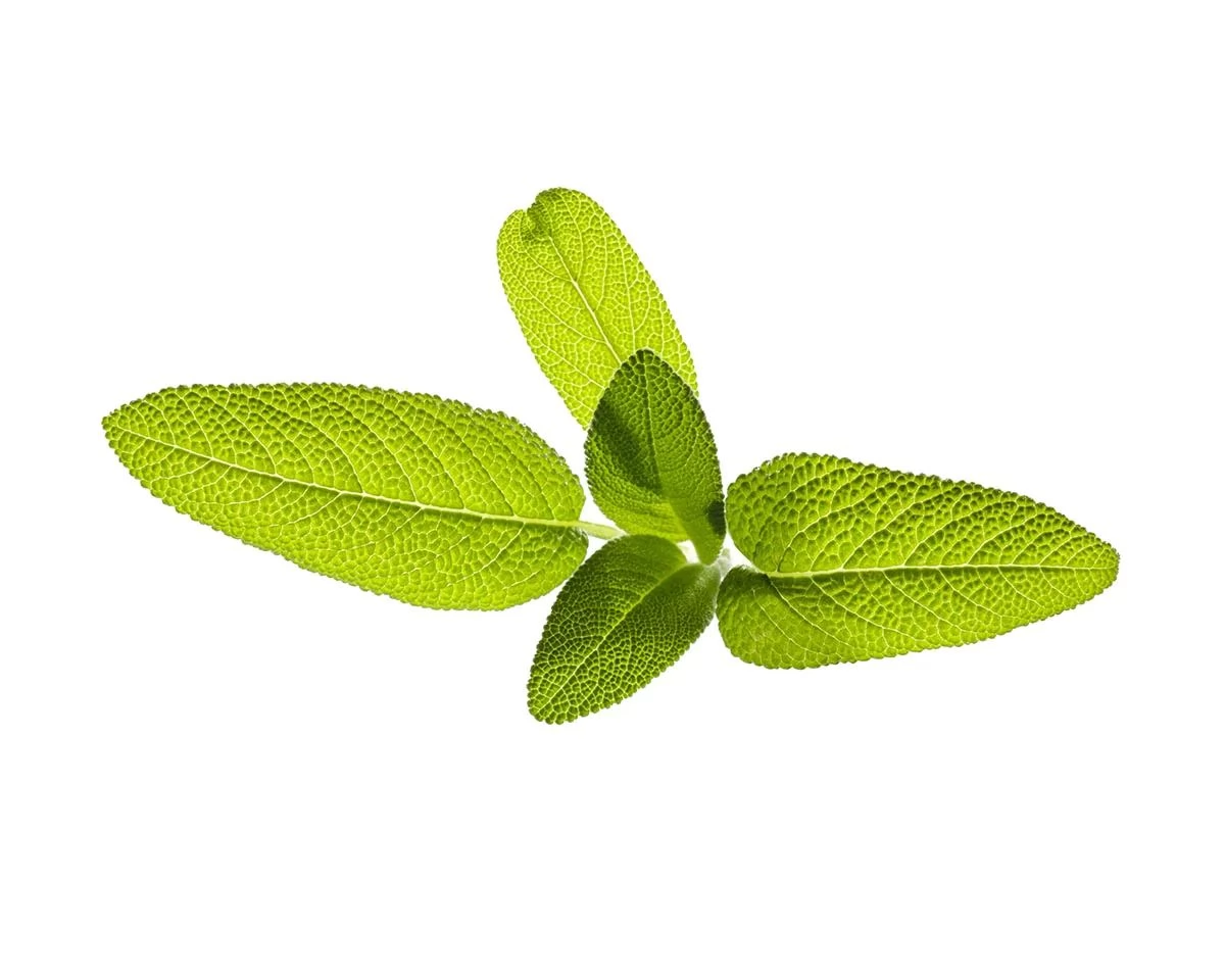CLICKNGROW Zsálya növénykapszula utántöltő Smart Gardenhez 3 db
