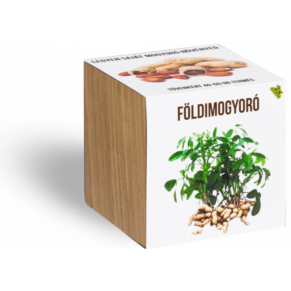 Földimogyoró növényem fa kockában