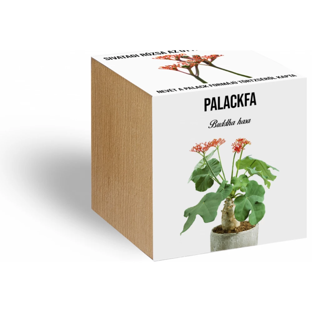 Palackfa növényem fa kockában
